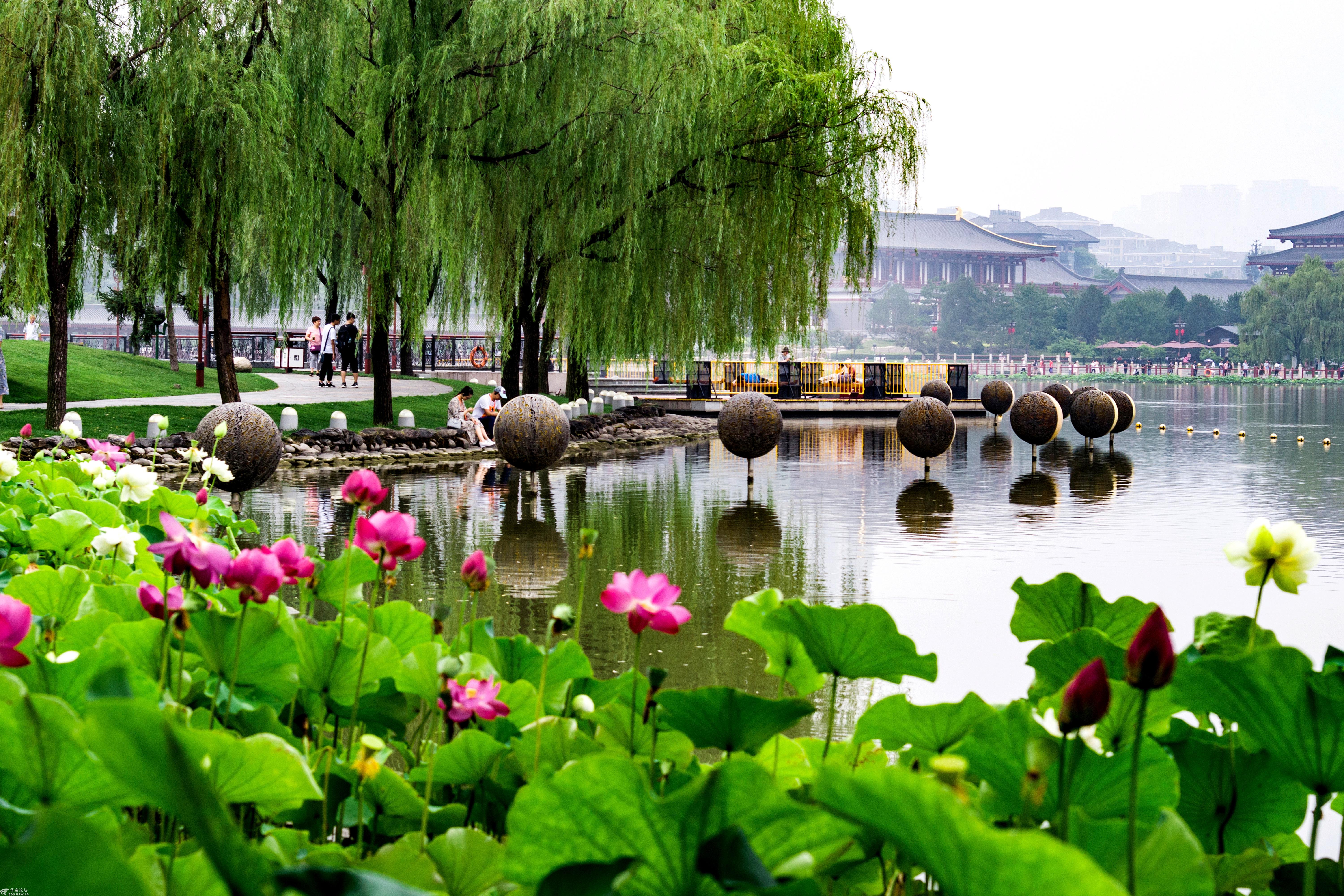 大唐芙蓉园荷花