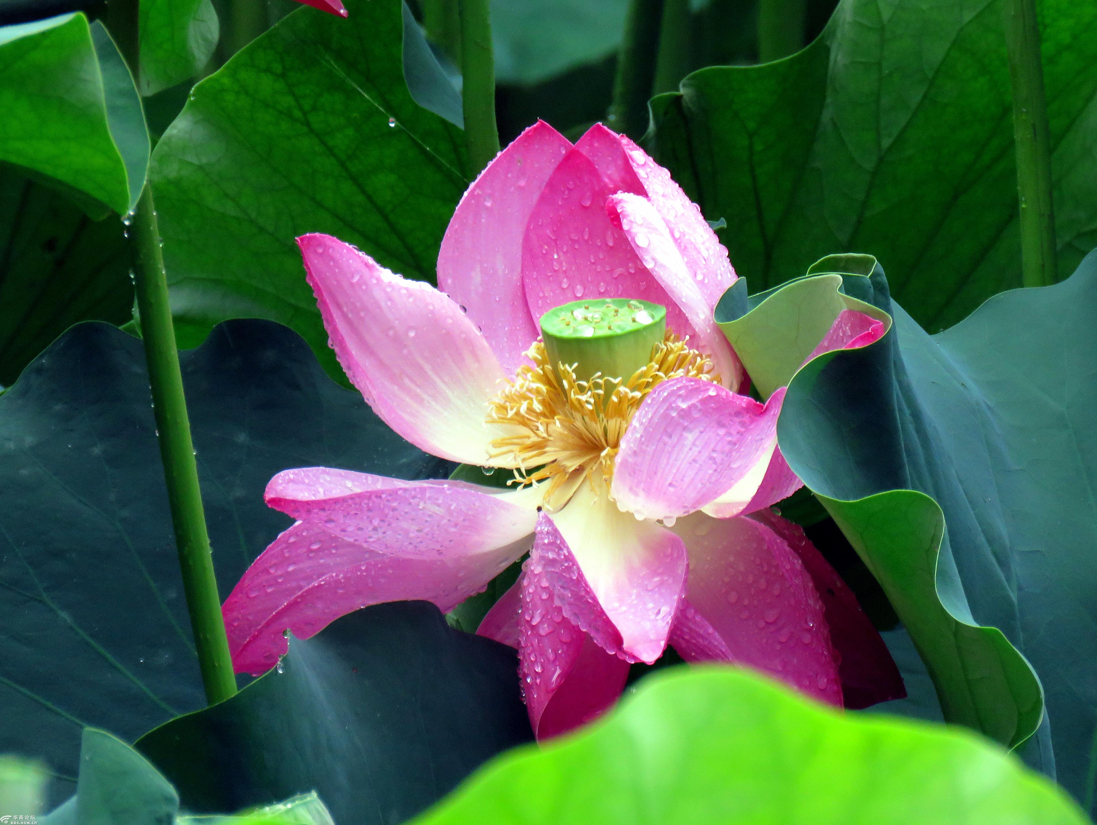 【摄影日记】雨中荷花鲜艳欲滴