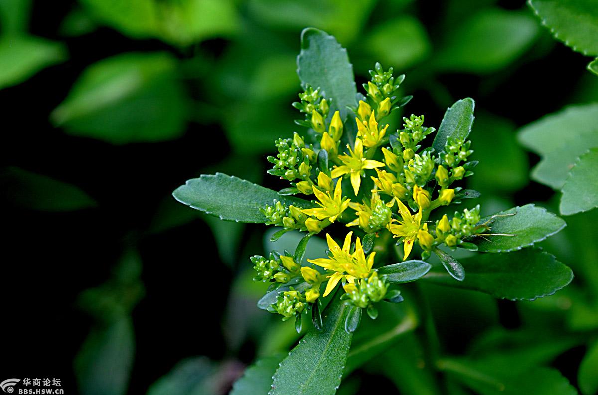 花卉欣赏狭叶费菜