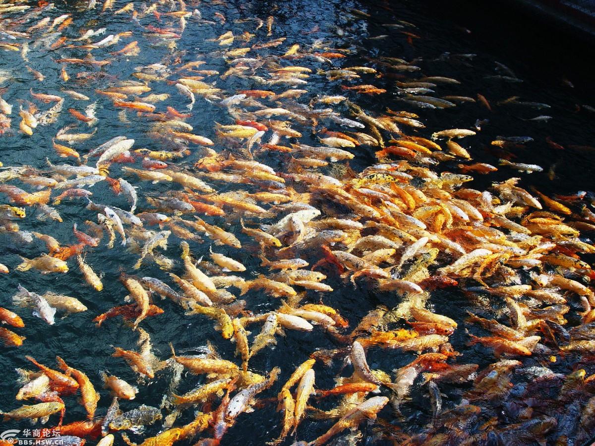 一群锦鲤