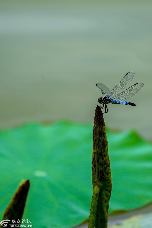 小荷才露尖尖角早有蜻蜓立上头