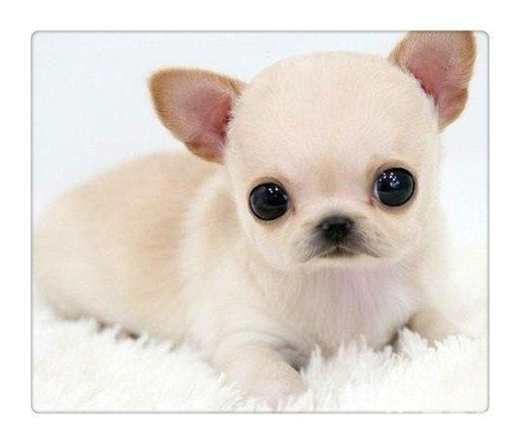 吉娃娃-广告随意贴-华商论坛