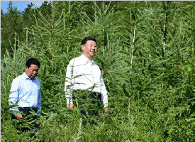 习近平：建设生态安全屏障要世世代代去做