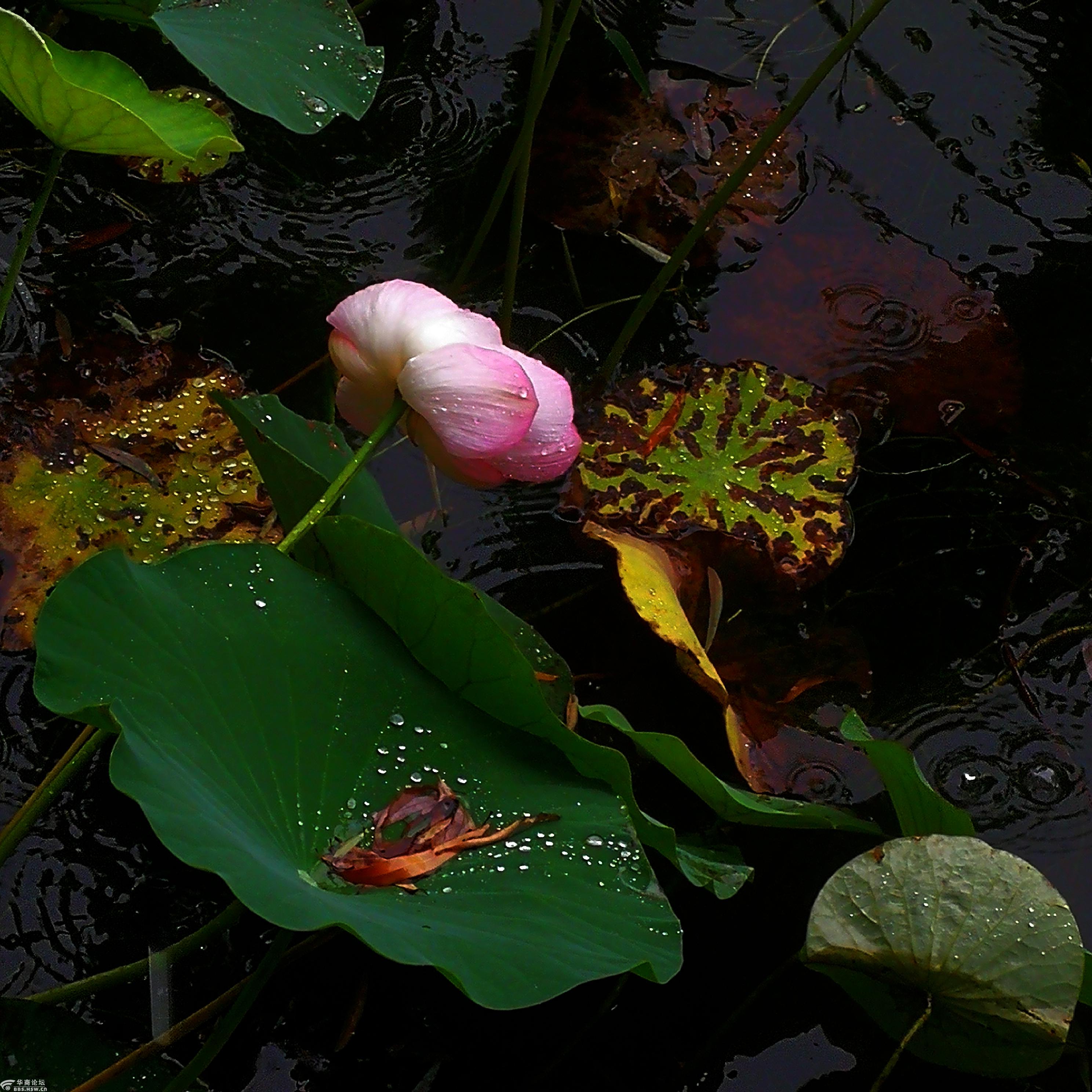 【摄影日记】雨打荷花片片凉