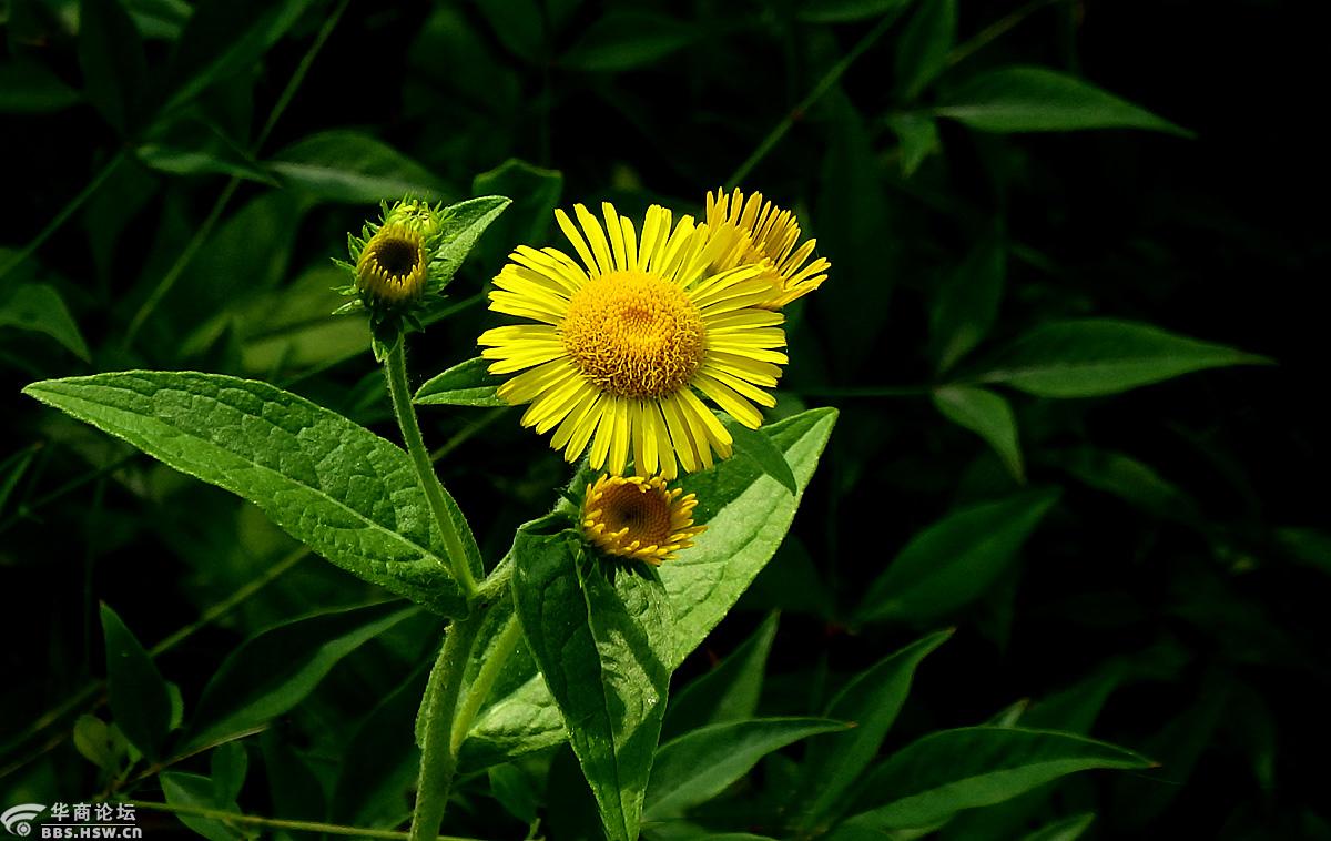野花欣赏线叶旋覆花