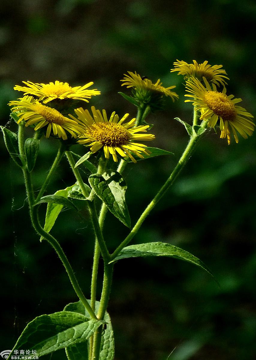 野花欣赏线叶旋覆花