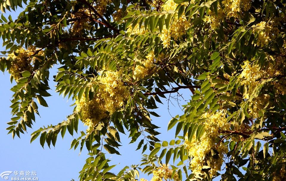 三伏天椿树的果实累累真好看