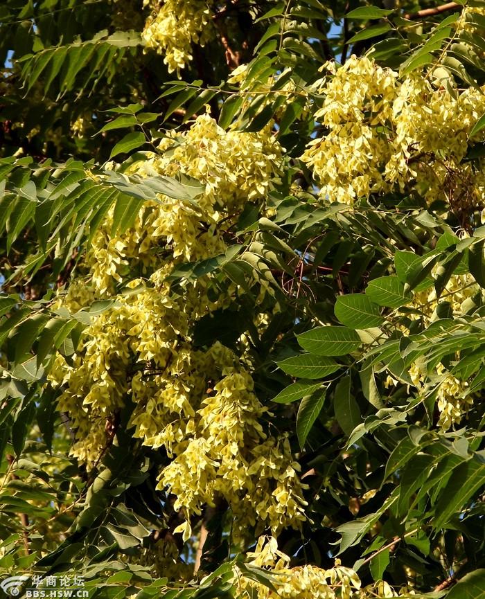 三伏天椿树的果实累累真好看