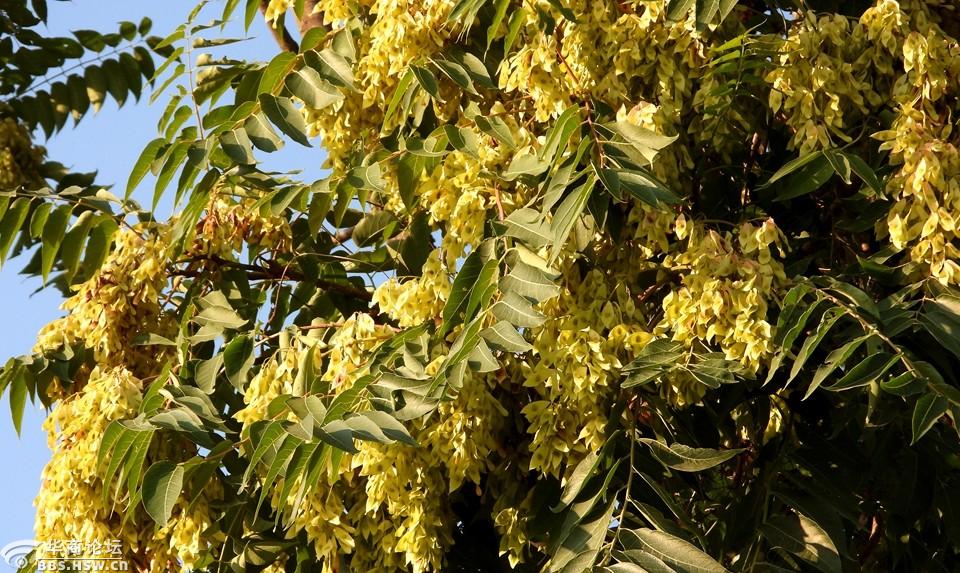 三伏天椿树的果实累累真好看