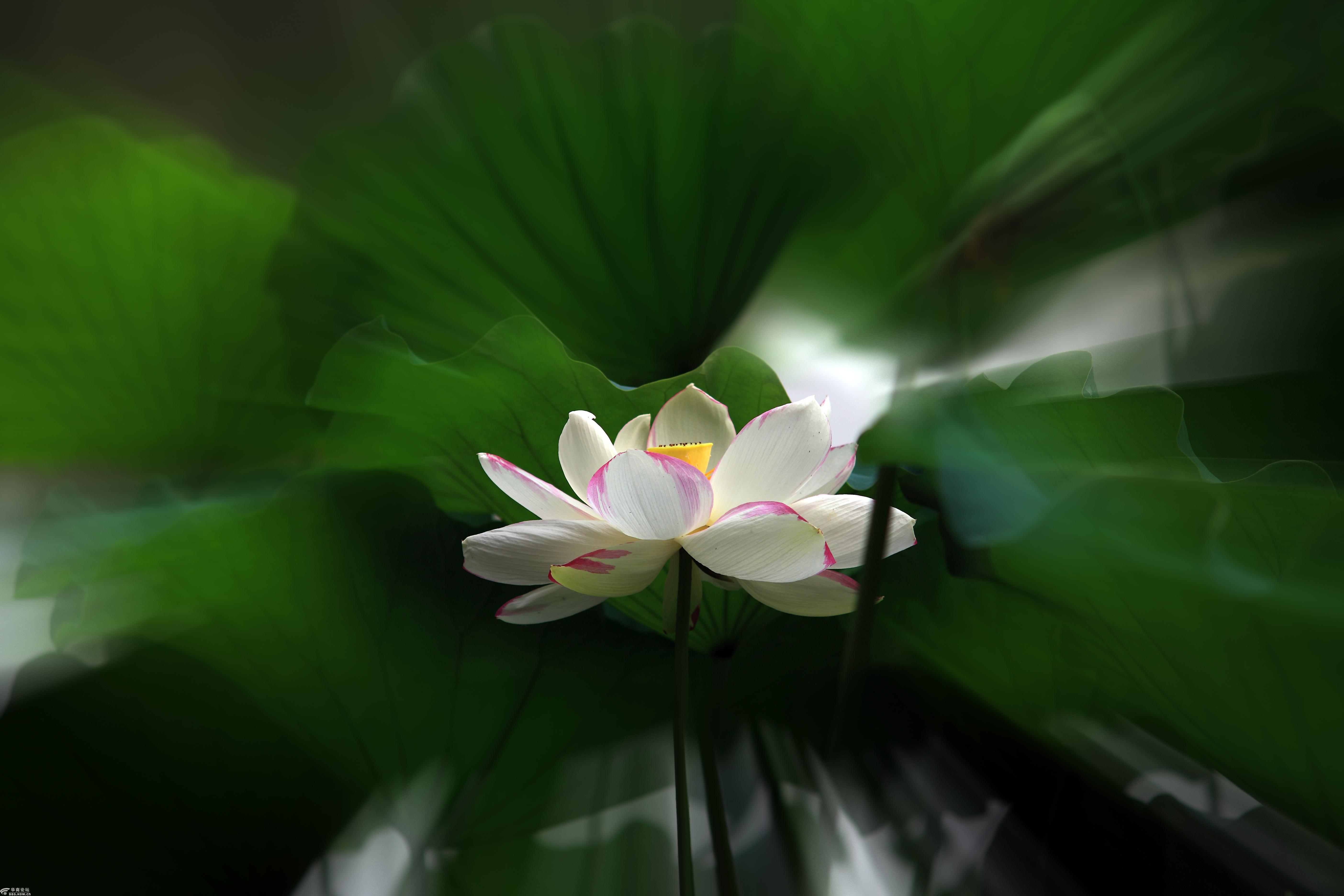 一片荷花瑶池生.