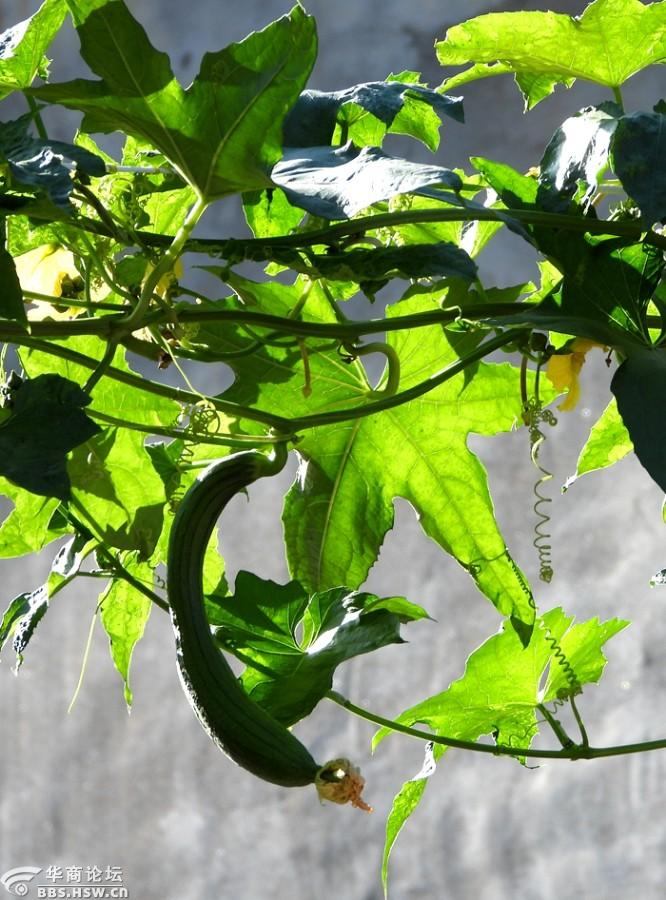 农家院的丝瓜长大了!
