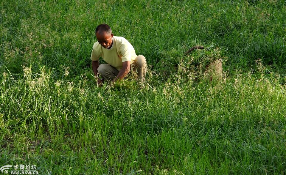 傍晚割草喂羊的农村老人!