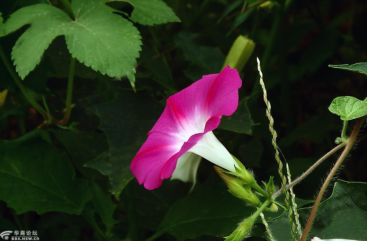 花卉欣赏大花牵牛