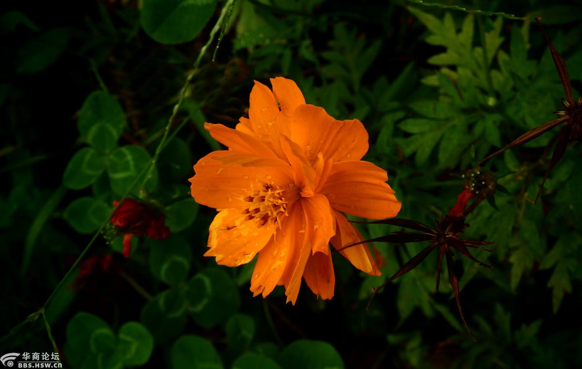 花卉欣赏黄秋英
