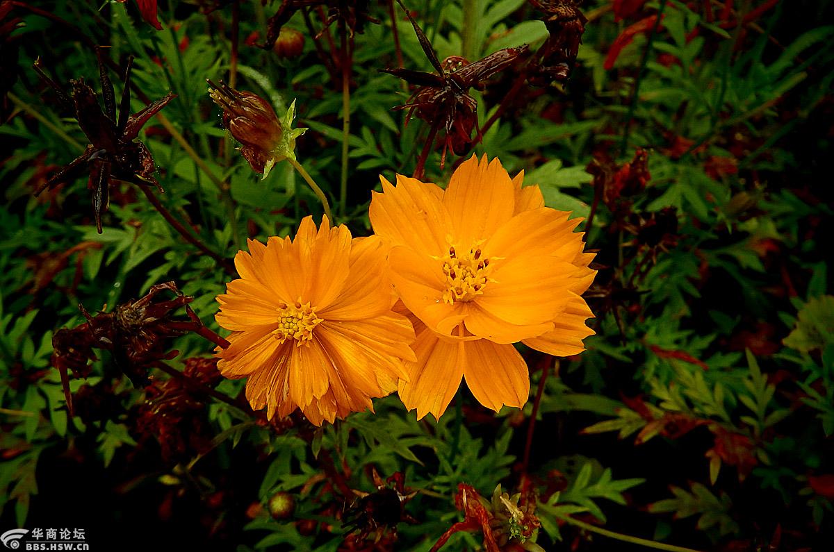 花卉欣赏黄秋英