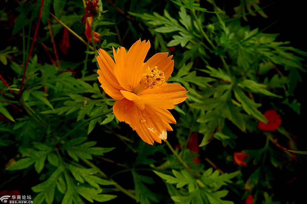 【花卉欣赏】《黄秋英》