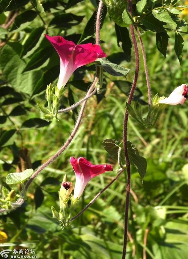 秋天的牵牛花儿齐开放!