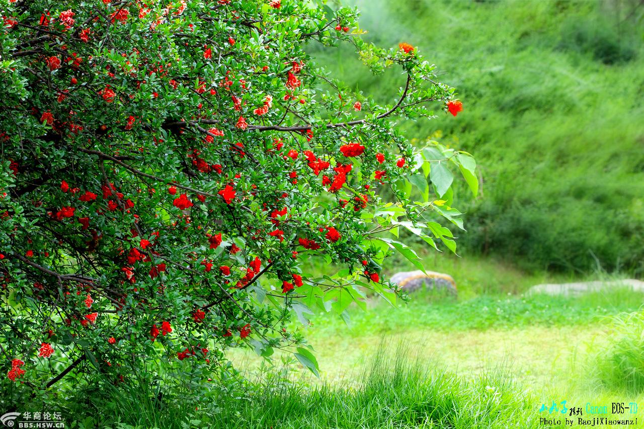 陕西论坛 宝鸡论坛 石榴树 只看楼主
