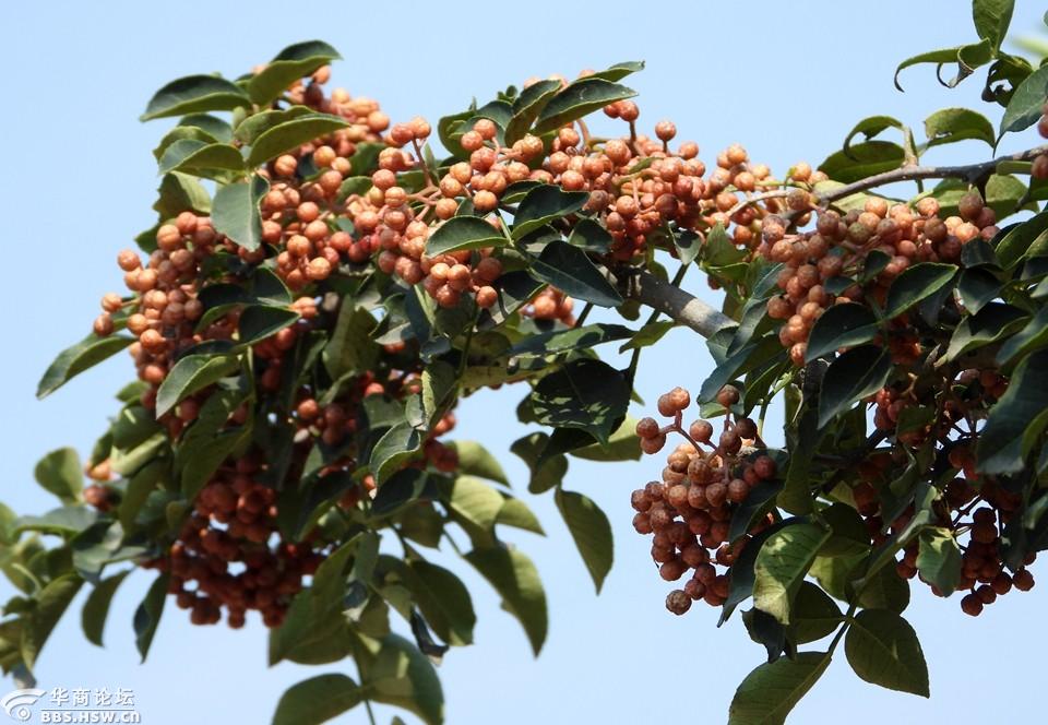 农民房后的花椒果实累累!