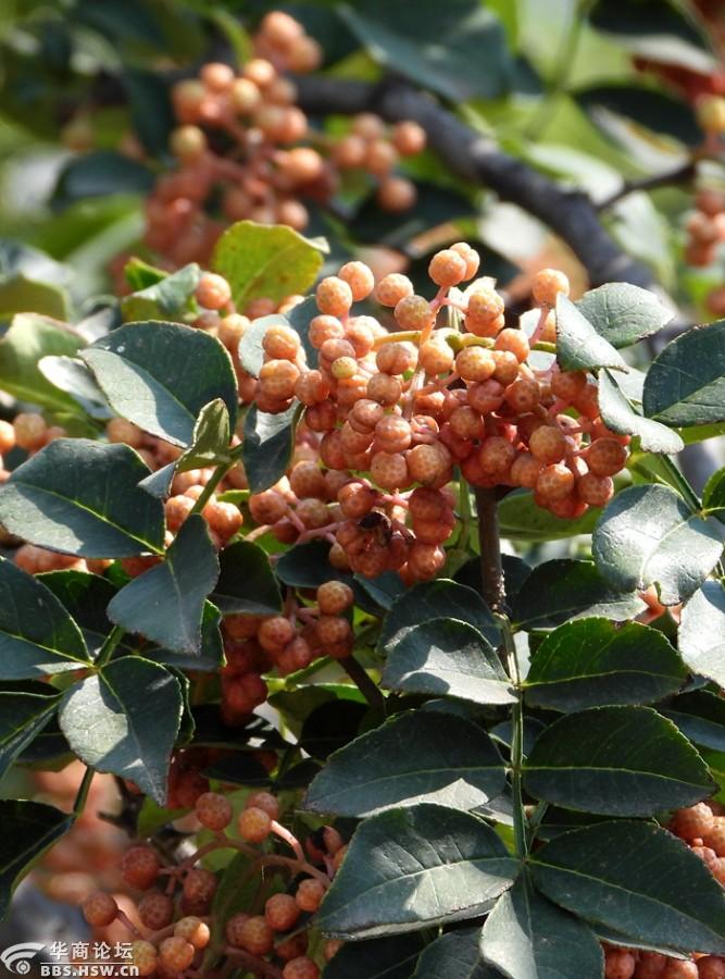 农民房后的花椒果实累累!