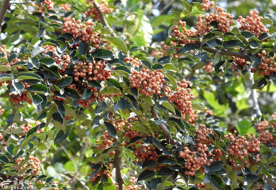 农民房后的花椒果实累累