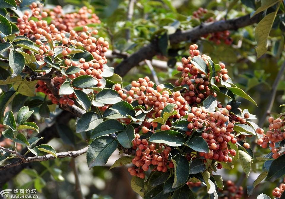 农民房后的花椒果实累累!