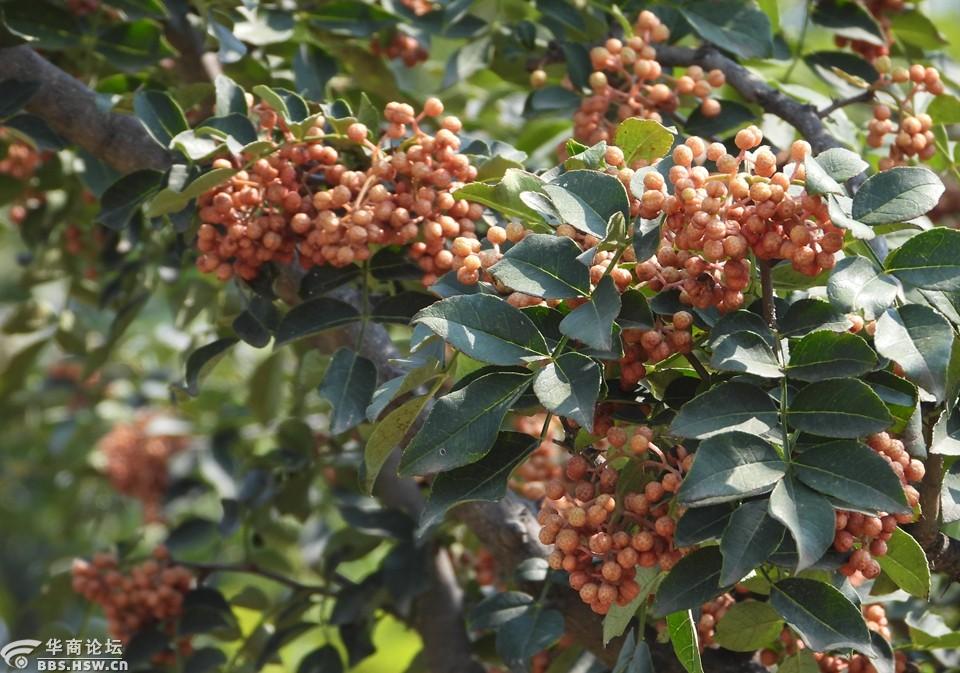 农民房后的花椒果实累累