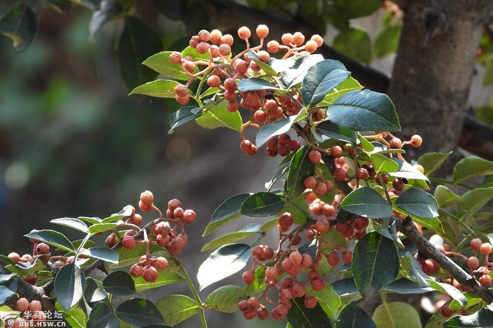 农民房后的花椒果实累累