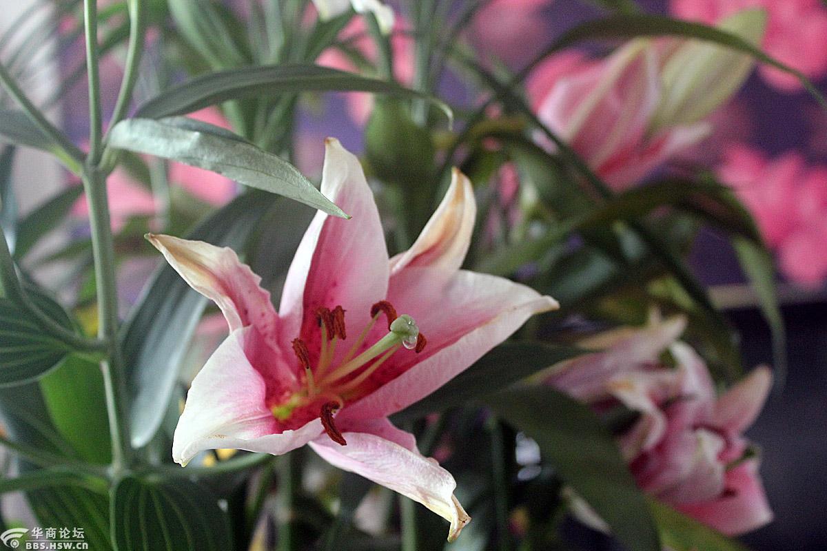 花卉欣赏麝香百合