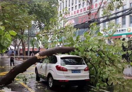 为应对极端天气 西安市区内的行道树都有了“保险”