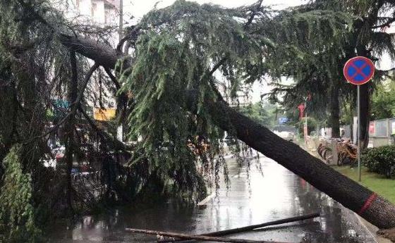 连续阴雨天西安翠华路附近一老树扛不住倒了 所幸无人员受伤