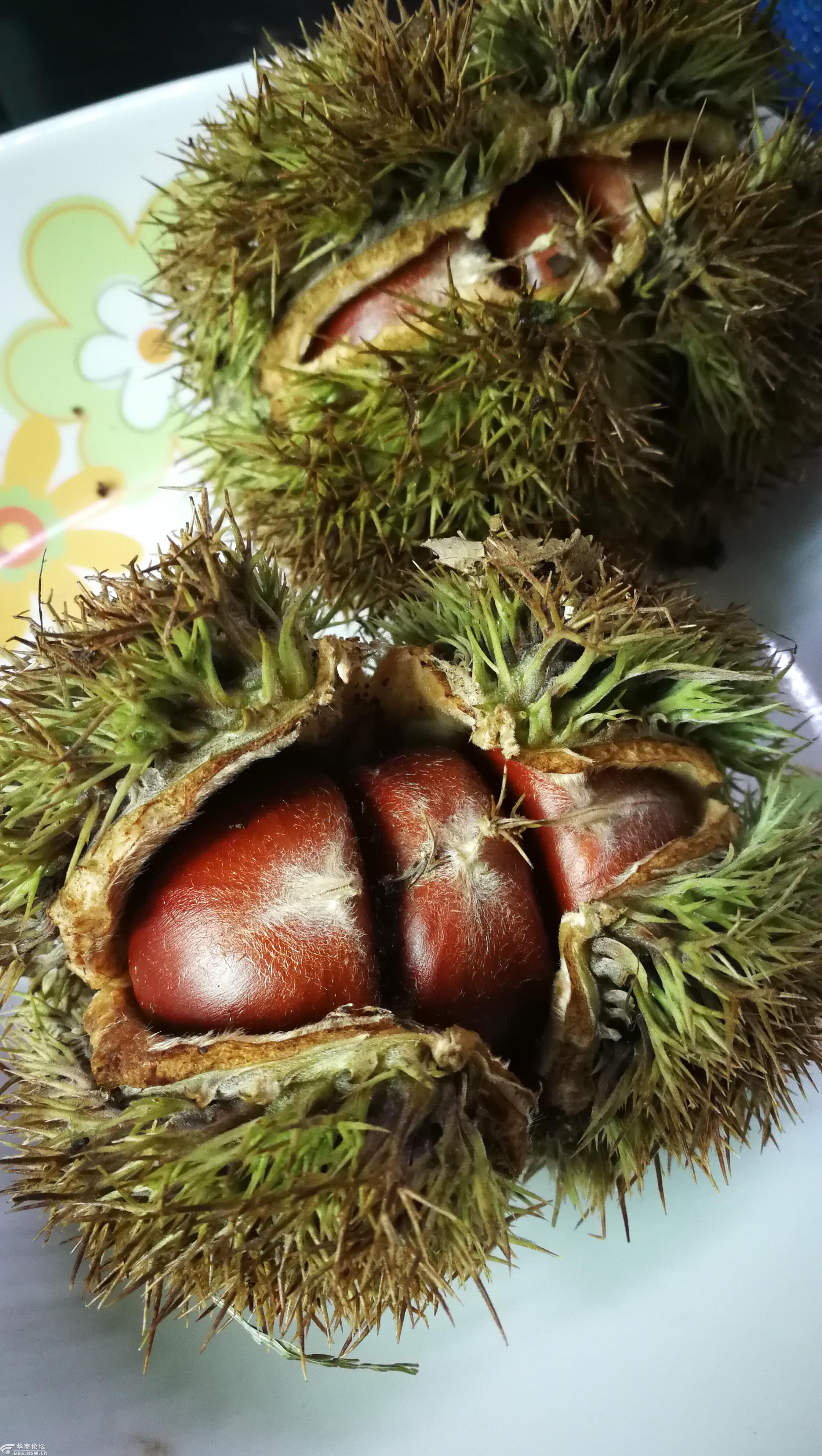 【摄影日记】野生的毛栗子原来是这个样子滴!