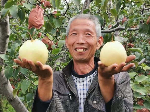 “壮丽70年 丰收时节看三秦” 大力发展特色农业 阎良北屯酥梨喜获丰收