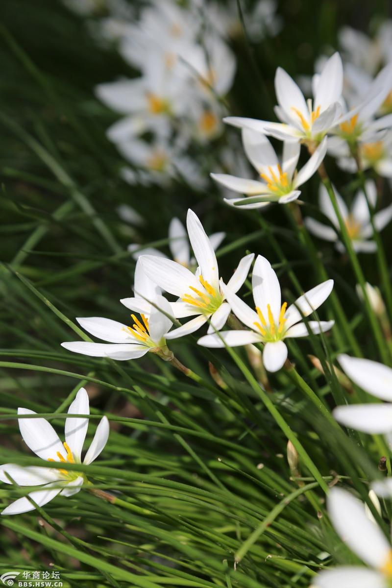葱兰小白花真迷人