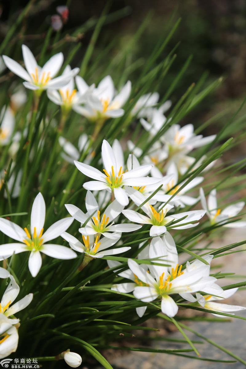 【葱兰 小白花真迷人】