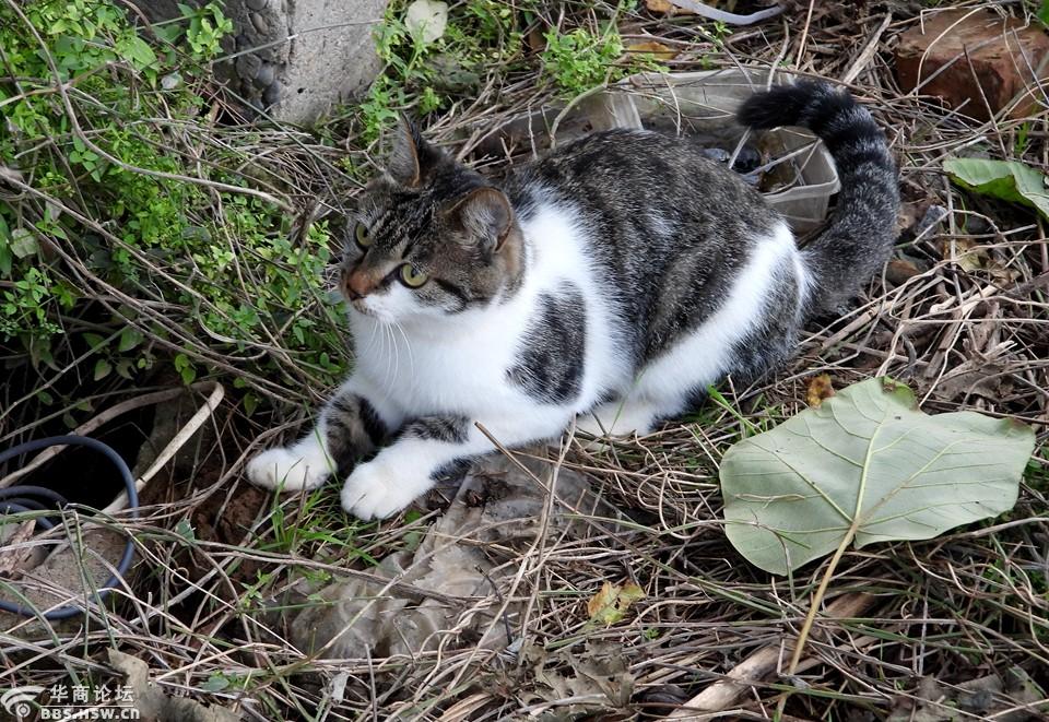 到农家拍花猫咪!