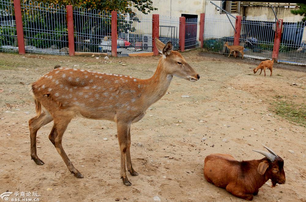 西安世博园萌宠馆掠影
