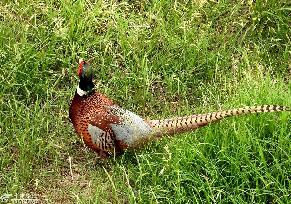 野外拍野山鸡!