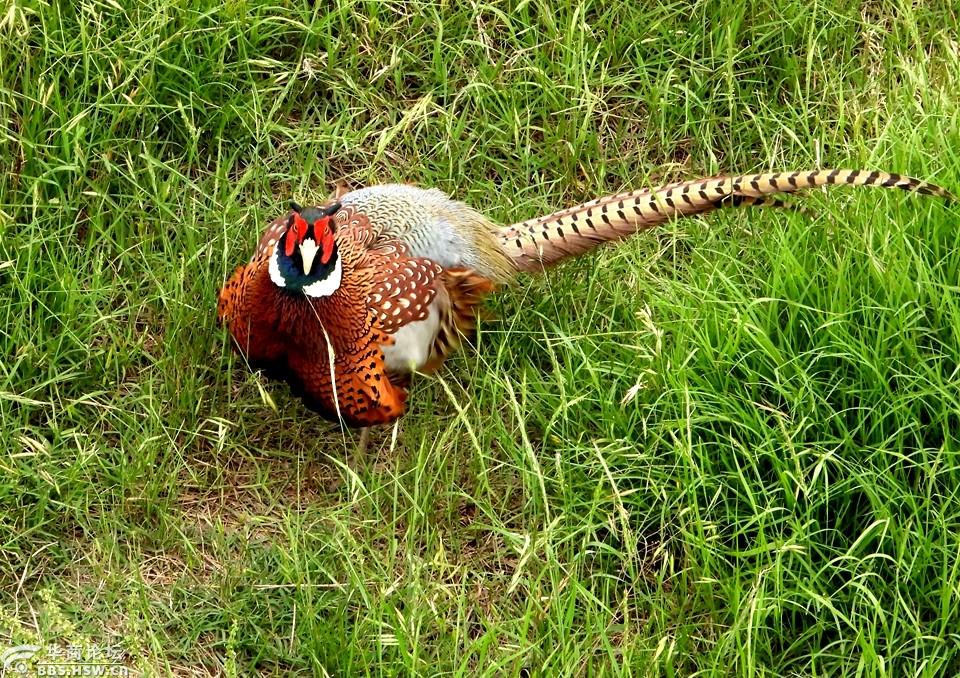 野外拍野山鸡!