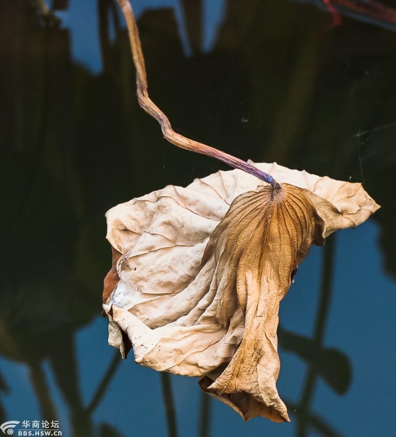 留得枯荷听雨声——残荷摄影习作