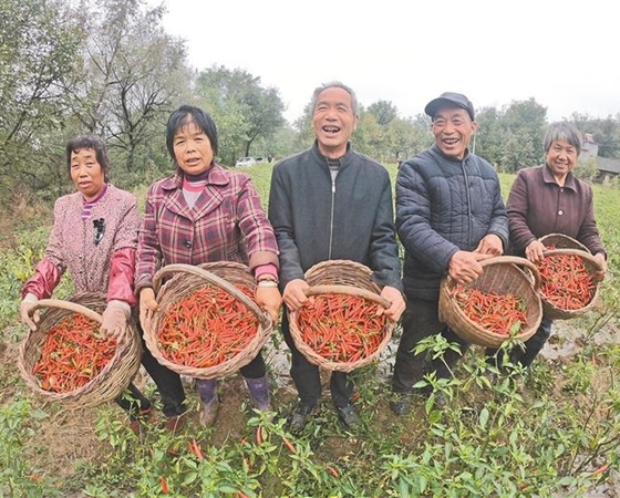 华商头条|洛南：红旗村的辣椒喜煞人