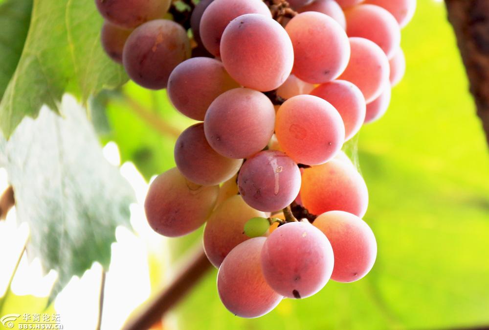 晚秋农户门前留作观赏的葡萄光影