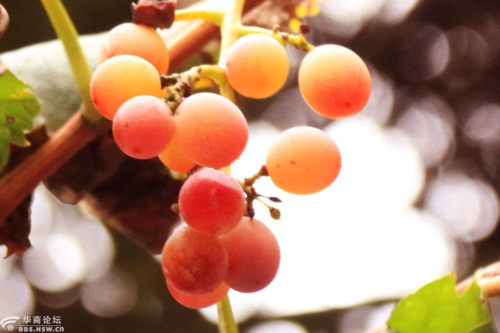 晚秋农户门前留作观赏的葡萄光影