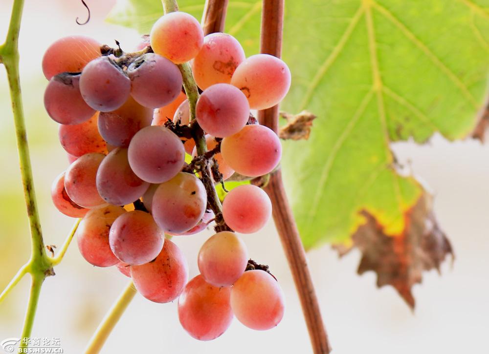 晚秋农户门前留作观赏的葡萄光影