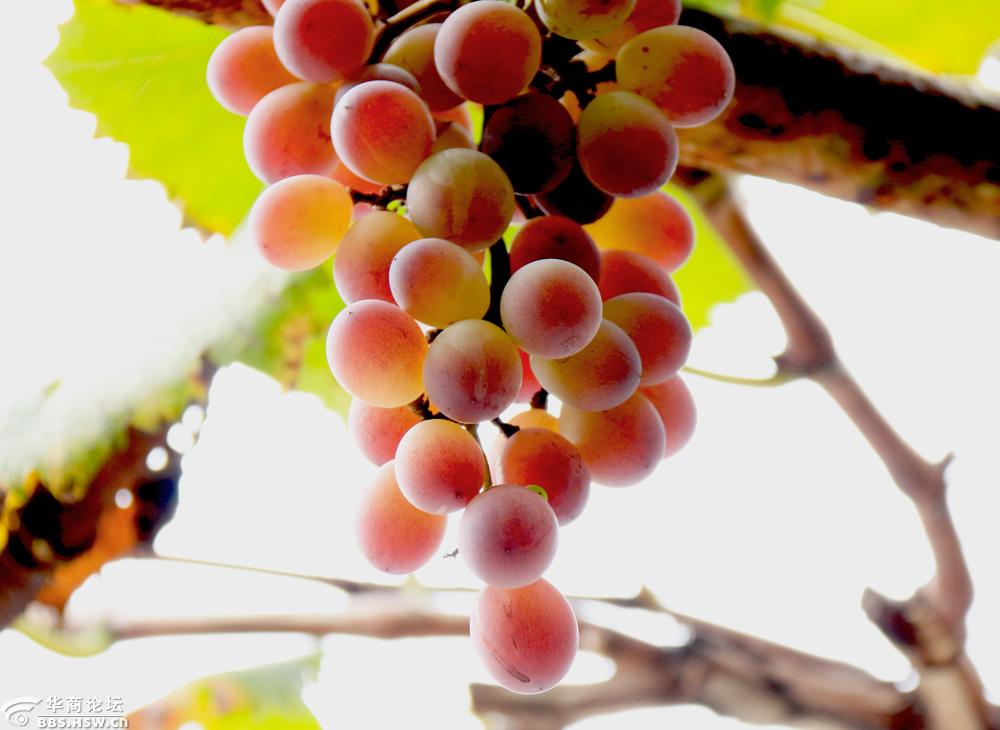 晚秋农户门前留作观赏的葡萄光影