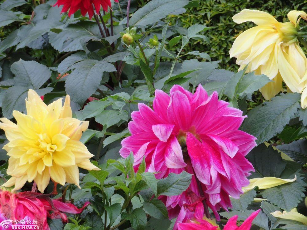 大丽花水灵灵骑车赏花兴庆宫