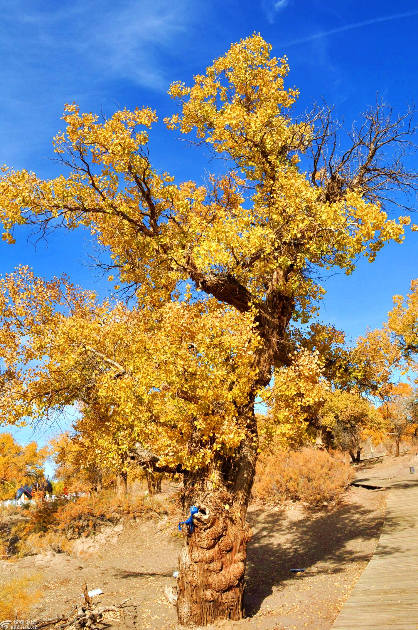 恋影林里画中游,婀娜多姿胡杨酋!