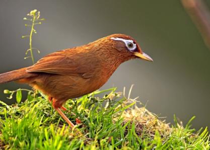 华商头条|西安一男子在西仓摆摊非法出售6只野生画眉鸟被判缓刑
