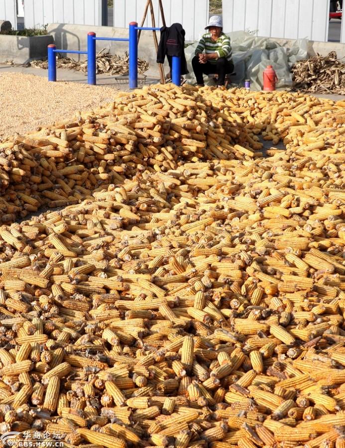 金秋十月凉晒玉米的农村妇女