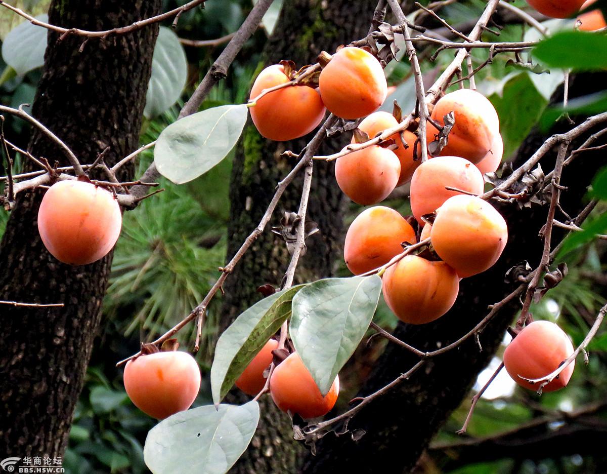 硕果累累柿柿如意